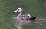 Pacific Black Duckborder=